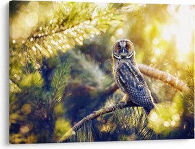 Obraz sovy na strome (70x50 cm)