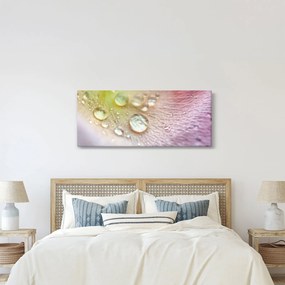 Obraz - Kvapky rosy (120x50 cm)