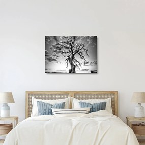 Sklenený obraz - Čiernobiely strom (70x50 cm)