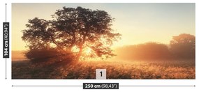 Fototapeta Vliesová Strom slnko 152x104 cm