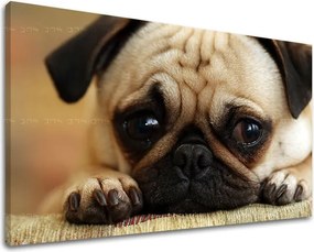 Obraz na stenu ZVIERATÁ