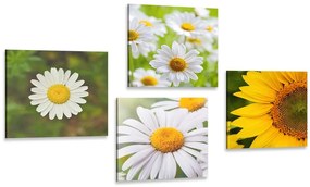 Set obrazov lúčne kvety Varianta: 4x 40x40