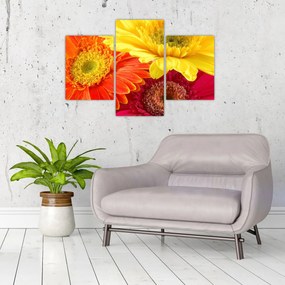 Obraz - Kvety Gerbery (90x60 cm)