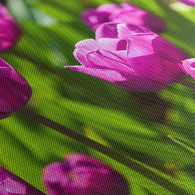 Obraz tulipánov na lúke (150x105 cm)