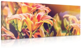 Obraz nádherne kvitnúce záhradné kvety Varianta: 120x60