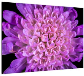 Detailný sklenený obraz kvetu (70x50 cm)