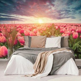 Tapeta východ slnka nad lúkou s tulipánmi - 450x300