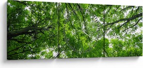 Obraz - Pohľad do korún stromov (s hodinami) (90x30 cm)