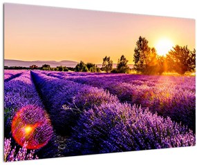 Obraz levanduľového pole, Provence (90x60 cm)