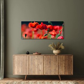 Obraz - vlčie maky (120x50 cm)