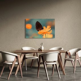 Obraz - motýľ na oranžovom kvete (90x60 cm)