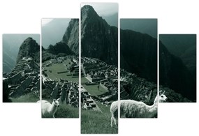 Obraz - Lamy na Machu Picchu v Peru (150x105 cm)