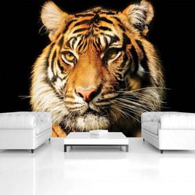 Fototapeta - Majestátny tiger (152,5x104 cm)