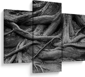 Obraz - Korene stromu (90x60 cm)