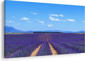 Obraz - Levanduľové pole (90x60 cm)