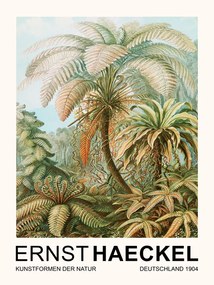 Obrazová reprodukcia Filicinae–Laubfarne / Rainforest Trees (Vintage Academia) - Ernst Haeckel