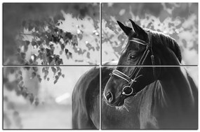 Obraz na plátne - Čierny kôň 1220QE (90x60 cm)