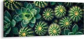 Obraz - Kaktusy (120x50 cm)