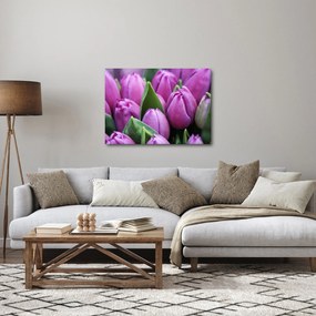 Obraz - kvety tulipánov (70x50 cm)