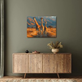 Obraz - Žirafy na pastvine (70x50 cm)