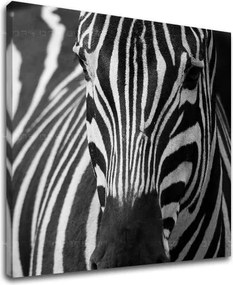 Obraz na stenu ZVIERATÁ