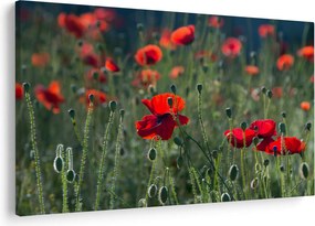 Obraz - Lúka s vlčími makmi (90x60 cm)