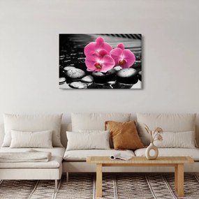 Obraz - Ružové orchidey (90x60 cm)