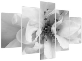Obraz - Kvet, čiernobiela (150x105 cm)