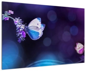 Obraz - Motýle na levanduli (90x60 cm)