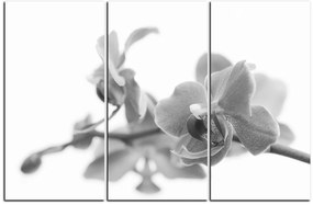 Obraz na plátne - Orchidea kvet izolovaná na bielom pozadí 1222QB (120x80 cm)