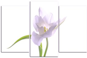 Obraz na plátne - Tulipán 181FC (90x60 cm)