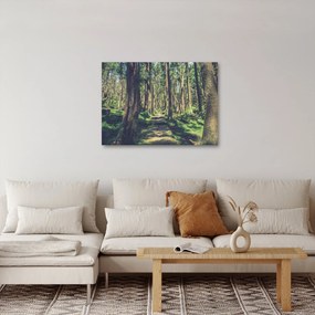 Obraz cesty medzi stromami (70x50 cm)
