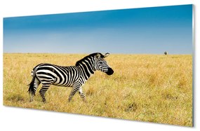 Obraz na akrylátovom skle Zebra box 120x60 cm