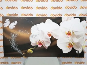 Obraz orchidea a motýľ