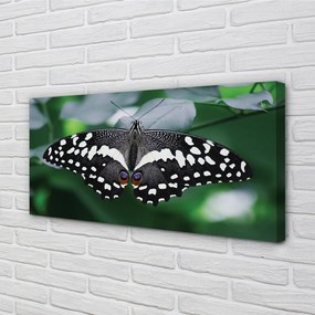 Obraz na plátne Farebný motýľ lístia 125x50 cm