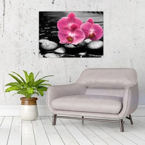 Obraz - Ružové orchidey (70x50 cm)
