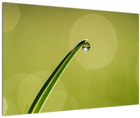 Obraz kvapky vody na tráve (90x60 cm)