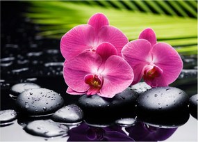 Sklenený obraz - Ružové orchidey s palmovým listom (70x50 cm)