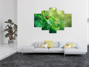 Obraz - Lienka (150x105 cm)