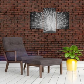Obraz - Biely páv (90x60 cm)