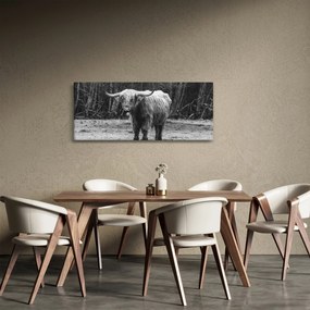 Obraz - Škótska krava 3, čiernobiela (120x50 cm)