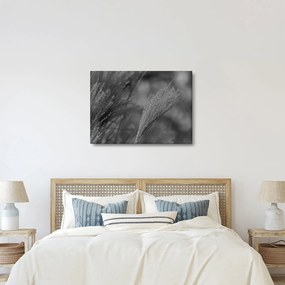 Obraz - Sušená pampová tráva (70x50 cm)