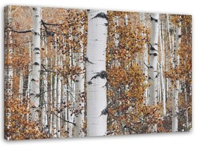 Obraz na plátně Příroda březového lesa - 120x80 cm