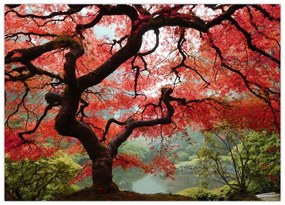 Obraz červeného japonského javora, Portland, Oregon (70x50 cm)