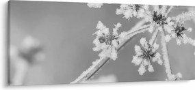 Obraz - Zamrznutá rastlina (120x50 cm)