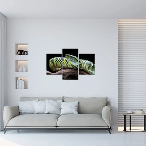 Obraz - Štrkáč Waglerov (90x60 cm)