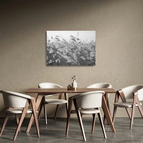 Sklenený obraz - Tráva vo vetre (70x50 cm)