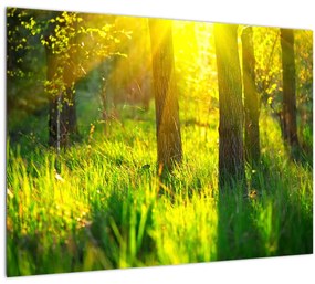 Sklenený obraz - Jarné prebúdzanie lesa (70x50 cm)