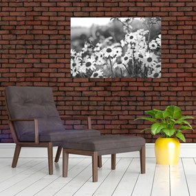 Obraz - Kopretiny (90x60 cm)