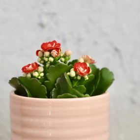 Kalanchoe Grandiva červené